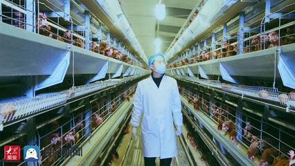 对话企业家|青岛田瑞集团董事长曲田桂:创新养鸡“新科技” 开启致富“新篇章”